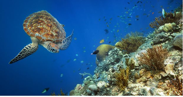 corail-tortue