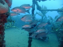 IMG-20160317-WA0029 (Copier)