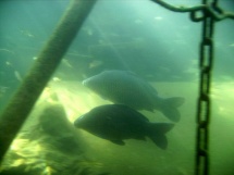 vodelee_10-2007_066_1_redimensionner.jpg_backup