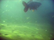 vodelee_10-2007_072_1_redimensionner.jpg_backup