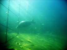 vodelee_10-2007_075_1_redimensionner.jpg_backup