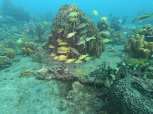 Saison 2019-2020 Martinique_6