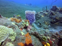 Saison 2019-2020 Martinique_7