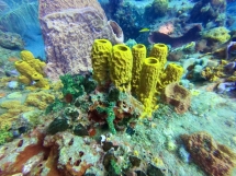 Saison 2019-2020 Martinique_8