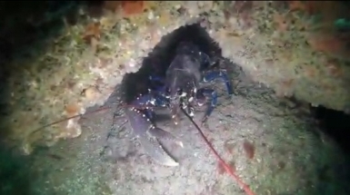 SCPB - Saint Malo 2019